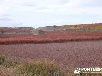 Enología en Rioja - Senderismo Camino de Santiago; club senderismo murcia